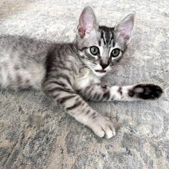 Harry -  Domestic Short Hair Cat for Adoption in Los Angeles, California - Harry | PetCurious