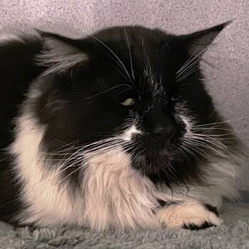 Rescue Domestic Long Hair Cats for Adoption in Pagosa Springs, Colorado - Benedict Cumbercat | PetCurious