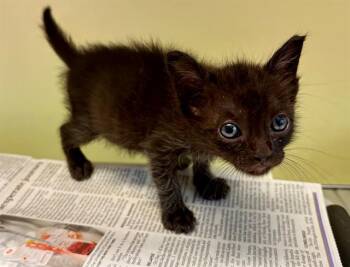 CEPHA -  Domestic Short Hair Cat for Adoption in Tustin, California - CEPHA | PetCurious