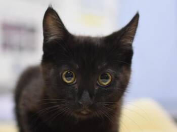 Hershey -  Domestic Short Hair Cat for Adoption in Portland, Oregon - Hershey | PetCurious