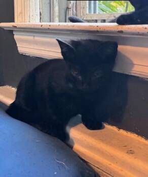 Rescue Domestic Short Hair Cats for Adoption in Syosset, New York - Caleb | PetCurious