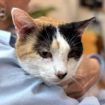 Molly Fish -  Calico and Domestic Short Hair Cat for Adoption in Friendswood, Texas - Molly Fish | PetCurious