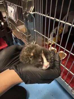 61565825 -  Domestic Short Hair Cat for Adoption in El Paso, Texas - 61565825 | PetCurious