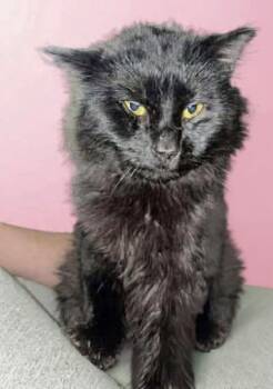 Domestic Short Hair Cats Available for Adoption - Coal | PetCurious