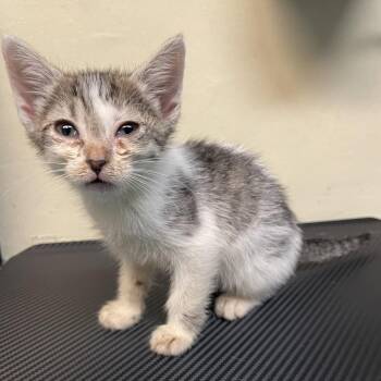 Mitzi -  Domestic Short Hair Cat for Adoption in Pasadena, California - Mitzi | PetCurious
