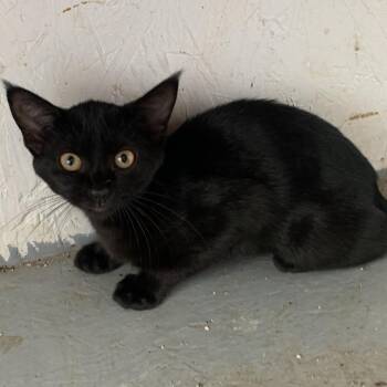 Wild Child Estep -  Domestic Short Hair Cat for Adoption in Woodstock, Virginia - Wild Child Estep | PetCurious