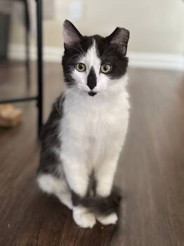 Rescue Domestic Long Hair Cats for Adoption in Greenville, South Carolina - Jacqueline SC | PetCurious