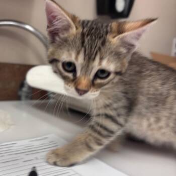 Domestic Short Hair Cats Available for Adoption in Goleta, California - Piglet | PetCurious