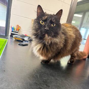 Domestic Long Hair Cats Available for Adoption in Ponca City, Oklahoma - Shade | PetCurious