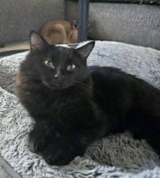 Domestic Long Hair Cats Available for Adoption - Mr. Dash | PetCurious