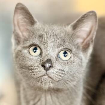 Marigold -  Domestic Short Hair Cat for Adoption in Jackson Township, New Jersey - Marigold | PetCurious
