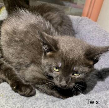 Twix -  Domestic Short Hair Cat Available for Adoption in Massena, New York - Twix | PetCurious