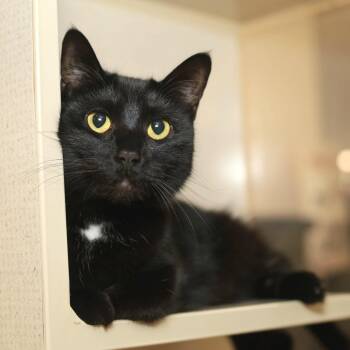 Domestic Short Hair Cats Available for Adoption - Electric Eel | PetCurious