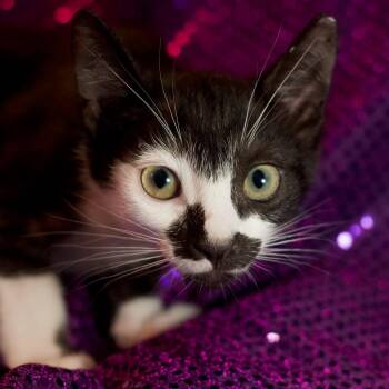 Cheerio -  Domestic Short Hair Cat for Adoption in Yucca Valley, California - Cheerio | PetCurious