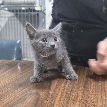 Rowan -  Domestic Medium Hair Cat Available for Adoption in Clanton, Alabama - Rowan | PetCurious