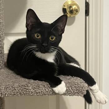 Domestic Short Hair and Tuxedo Cats Available for Adoption - Anne | PetCurious