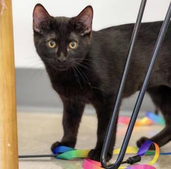 Domestic Short Hair Cats Available for Adoption in Topeka, Kansas - **Cat Cafe** Skedaddle | PetCurious