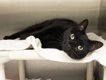 SWEET PEA -  Domestic Short Hair Cat for Adoption in Phoenix, Arizona - SWEET PEA | PetCurious
