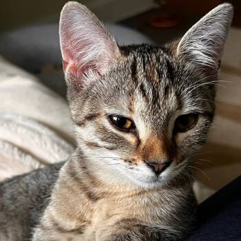 Wave Pool -  Domestic Short Hair Cat for Adoption in Apex, North Carolina - Wave Pool | PetCurious