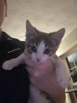Pippin -  Domestic Short Hair Cat for Adoption in Metamora, Illinois - Pippin | PetCurious