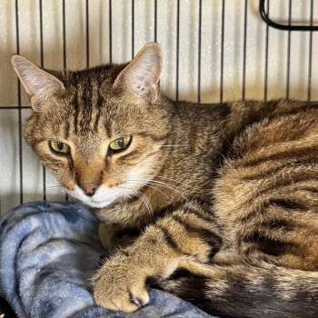 Mikey -  Domestic Short Hair Cat for Adoption in Saginaw, Michigan - Mikey | PetCurious