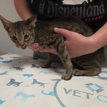 Cheddar Bay Biscuit -  Domestic Short Hair Cat for Adoption in Parkersburg, West Virginia - Cheddar Bay Biscuit | PetCurious