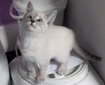 Siamese Cats Available for Adoption in South Bend, Indiana - Doll Baby  * IN FOSTER * | PetCurious