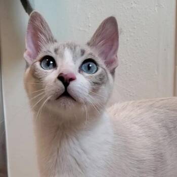 Rescue Domestic Short Hair Cats for Adoption in Los Angeles, California - Onion | PetCurious