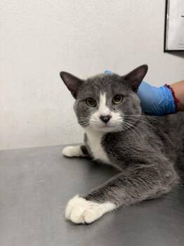 Domestic Short Hair Cats Available for Adoption in San Bernardino, California - KLAUS | PetCurious