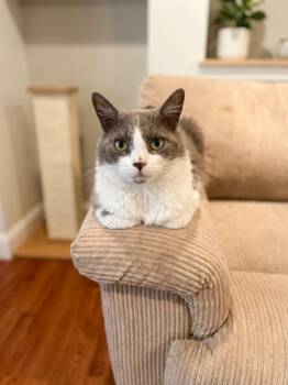 Ashton -  Domestic Medium Hair Cat for Adoption in Antioch, California - Ashton | PetCurious