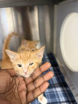 spice -  Domestic Short Hair Cat for Adoption in Atlanta, Georgia - Spice | PetCurious