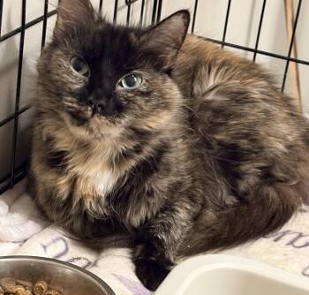 Zoey -  Domestic Long Hair Cat for Adoption in Fredericton, New Brunswick - Zoey | PetCurious