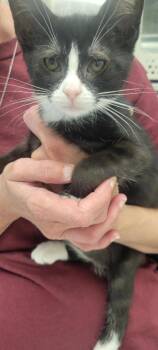 Lilith -  Domestic Short Hair Cat for Adoption in New Kensington, Pennsylvania - Lilith | PetCurious