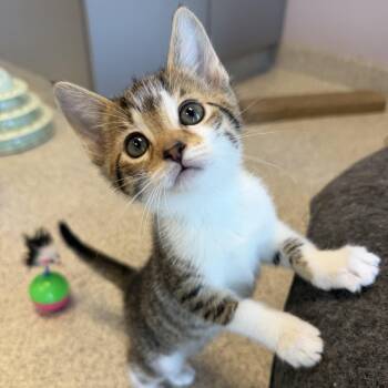 Coral -  Domestic Short Hair Cat for Adoption in Cooperstown, New York - Coral | PetCurious