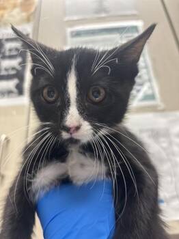 ENDEAVOUR -  Domestic Short Hair Cat for Adoption in Las Vegas, Nevada - ENDEAVOUR | PetCurious