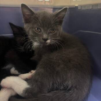 Abrielle -  Domestic Short Hair Cat for Adoption in Hudson, New York - Abrielle | PetCurious