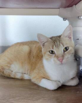 Mrs. Puff -  Domestic Short Hair Cat for Adoption in Corpus Christi, Texas - Mrs. Puff | PetCurious