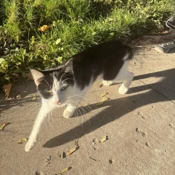 FOUND Kutzky Park Neighborhood Rochester, MN -  Domestic Short Hair Cat for Adoption in Rochester, Minnesota - FOUND Kutzky Park Neighborhood Rochester, MN | PetCurious