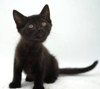 Whirlpool -  Domestic Short Hair Cat for Adoption in Bowling Green, Kentucky - Whirlpool | PetCurious