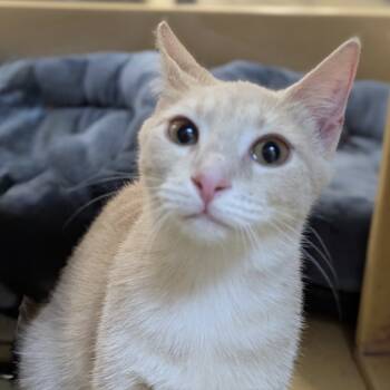 Rescue Domestic Short Hair Cats for Adoption in Ashland, Virginia - Dora | PetCurious