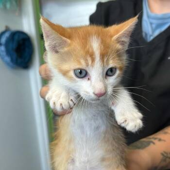 Domestic Short Hair Cats Available for Adoption in Emporia, Kansas - Bugs Bunny | PetCurious