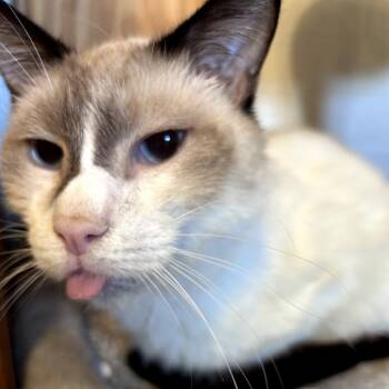 Rescue Siamese and Snowshoe Cats for Adoption in Bountiful, Utah - Karma | PetCurious
