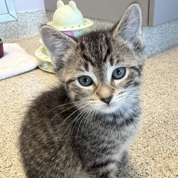 Beach Ball -  Domestic Short Hair Cat for Adoption in Cooperstown, New York - Beach Ball | PetCurious