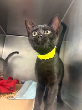 Hayden -  Domestic Short Hair Cat for Adoption in Cincinnati, Ohio - Hayden | PetCurious