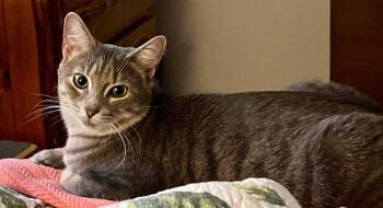 Rescue American Shorthair Cats for Adoption in Pointe-claire, Quebec - MISH & MASH DUAL ADOPTION | PetCurious