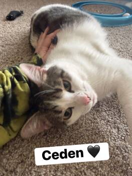 Domestic Short Hair Cats Available for Adoption in Clarksville, Tennessee - Ceden | PetCurious