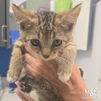 Stardust -  Domestic Short Hair Cat for Adoption in Washington, District Of Columbia - Stardust | PetCurious