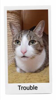 Trouble -  Domestic Short Hair Cat for Adoption in Caistor Centre, Ontario - Trouble | PetCurious