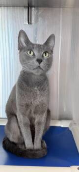 Domestic Short Hair Cats Available for Adoption - Ladybug | PetCurious