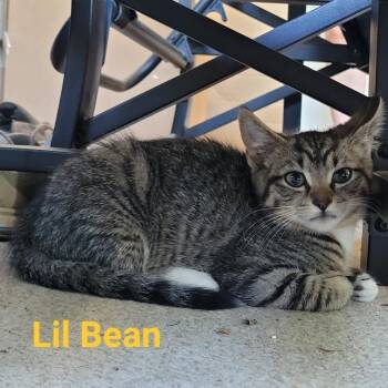 Lil Bean -  Domestic Short Hair Cat for Adoption in Waldorf, Maryland - Lil Bean | PetCurious